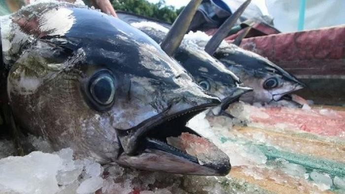 KKP Sebut Potensi Tuna Sangat Besar, RI Bisa Jadi Pemasok Nomor Satu di Dunia. (Foto: MNC Media)