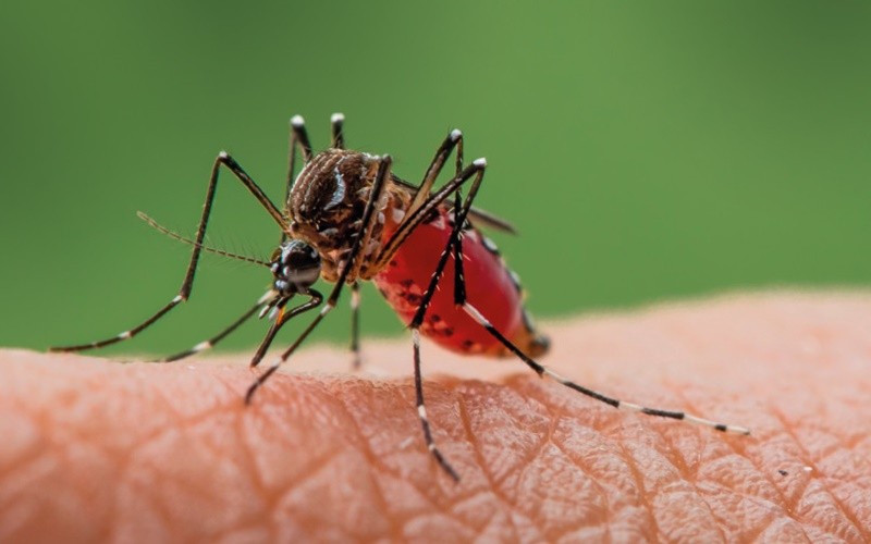 Israel dilanda virus west nile. Akibatnya, ratusan warga terinfeksi bahkan beberapa di antaranya kritis.