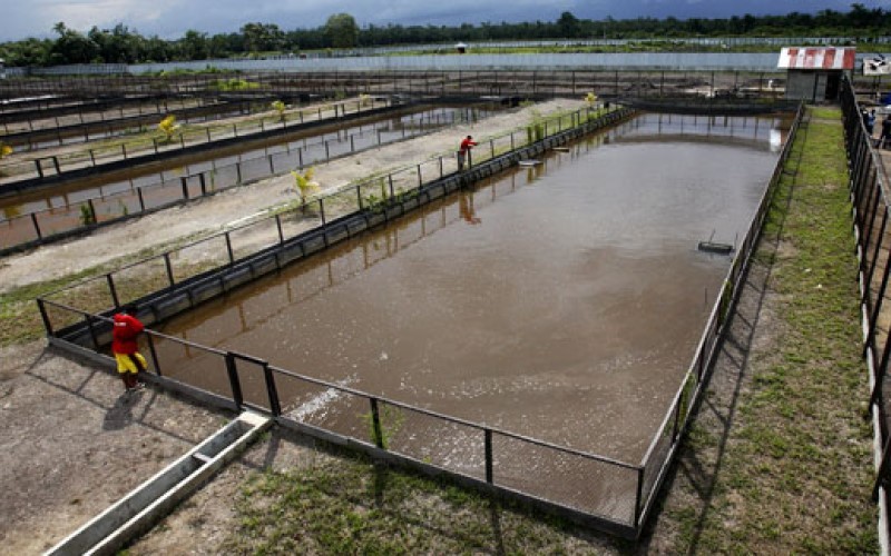 Terancam Delisting, Inti Agri (IIKP) Sebut Perusahaan Nyaris Lumpuh. (Foto: Ist)