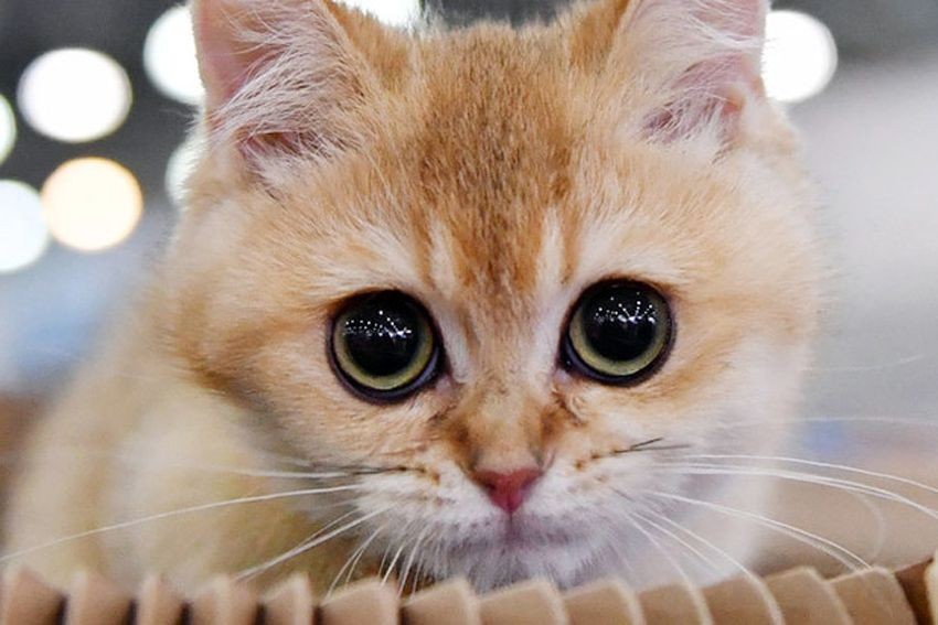 Intip Harga Vaksin Kucing dan Urutan Pemberiannya, Cat Lovers Wajib Tahu. (Foto: MNC Media)