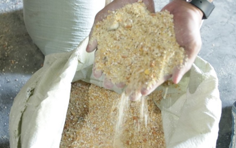 Bea Cukai Tanjung Perak, Surabaya, memusnahkan corn kernel atau jagung pipil impor tak layak. (Humas Bea Cukai)