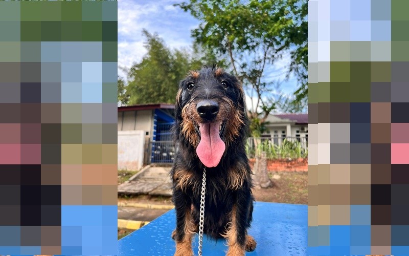 Joany seekor anjing K-9 ras jagdterrier milik Bea Cukai Batam yang mengendus 106 kg sabu di lambung kapal (Bea Cukai)