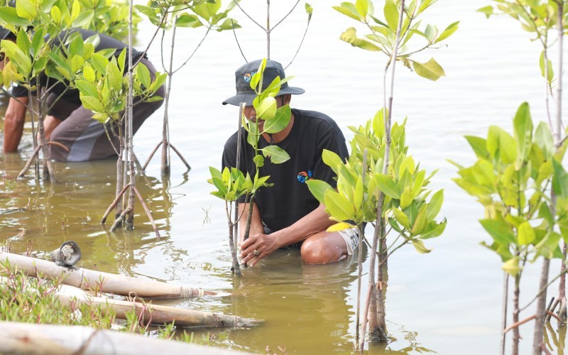 Selamatkan Lahan Kritis, BBRI Tebar Ribuan Bibit Mangrove di Muaragembong Bekasi. (Foto: Ist)