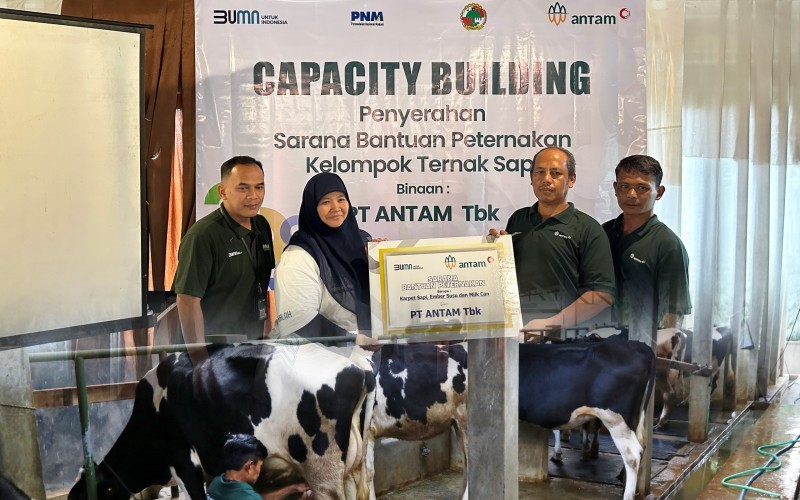 PNM dan ANTAM bersinergi program dalam meningkatkan produktivitas dan populasi sapi perah di Bandung Barat. 