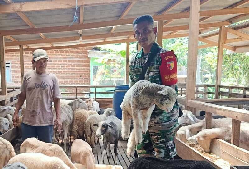 Inilah Kisah Sukses Serma Agus Salim, Prajurit TNI yang Bisnis Ternak Domba. (Foto: IG/ Kodim Trenggalek)