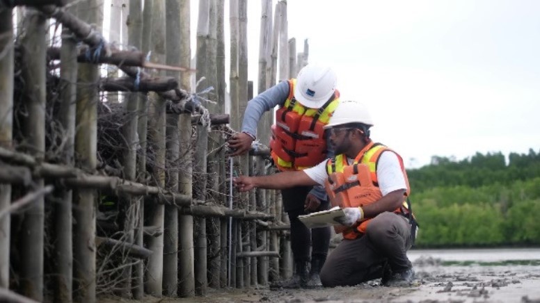 Percepat Restorasi Ekosistem Mangrove di Pesisir Mimika, PTFI Lakukan Ini (foto: MNC media)