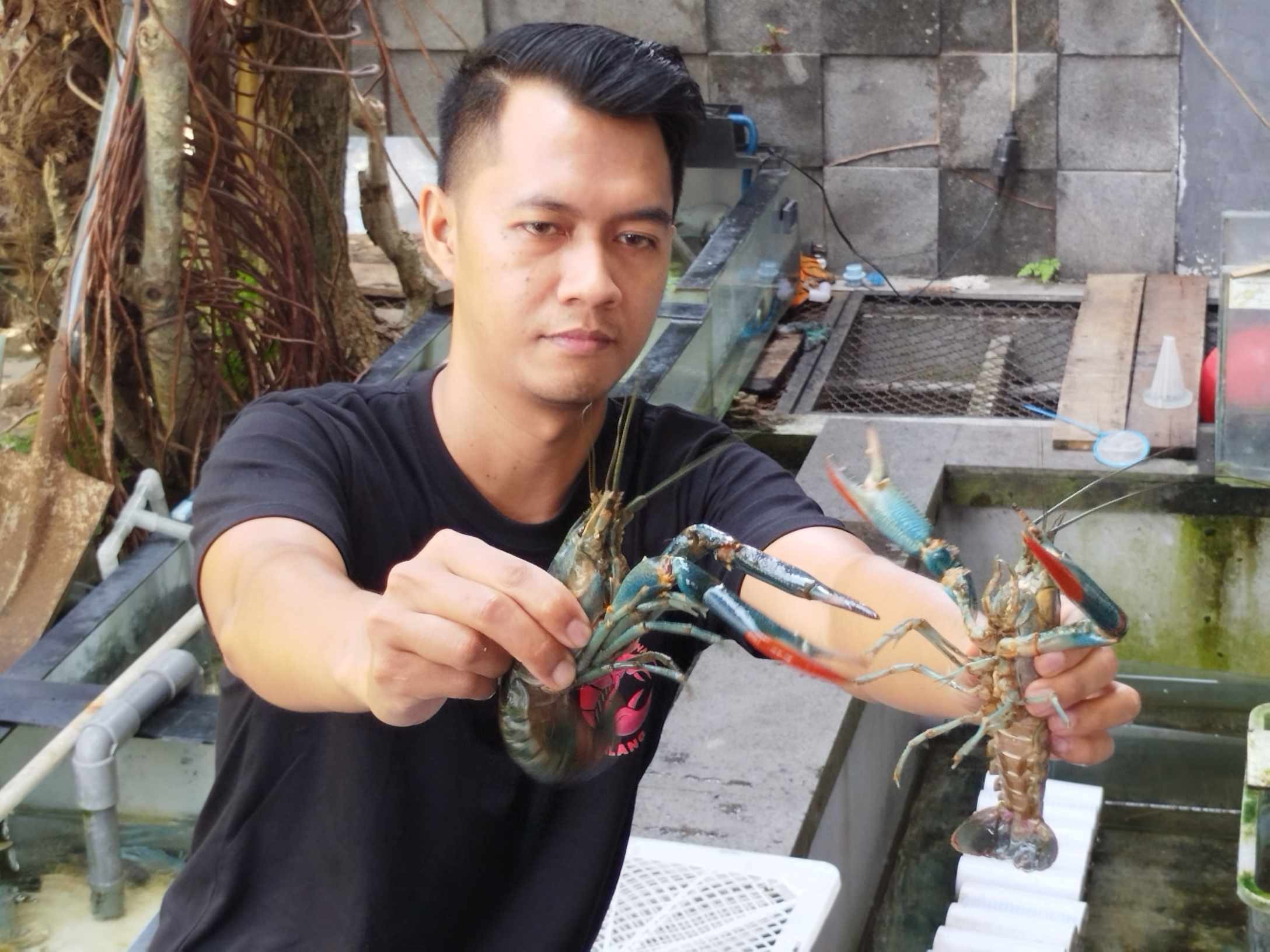Berawal dari Hobi, Pemuda ini Budidaya Lobster dan Raup Rp30 Juta per Bulan. (Foto: MNC Media)