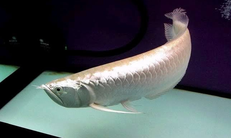 10 Ikan Hias Termahal di Dunia, Paling Mahal Harga Jualnya Rp6,21 Miliar per Ekor. (Foto: Cermati)
