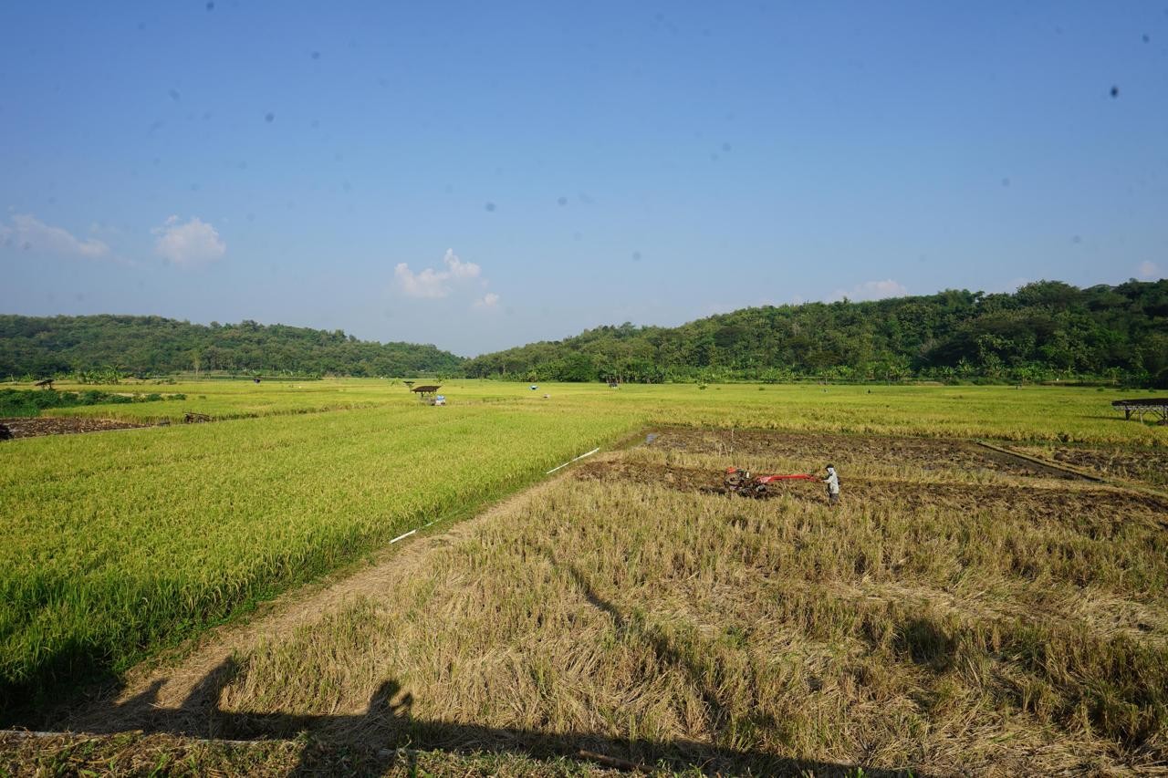 BPS Sebut Harga Gabah Turun 0,07 Persen pada Agustus 2024 (FOTO:Dok Ist))