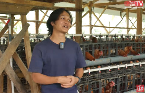 Kisah Sukses Peternak Ayam Petelur, Modal Rp160 Juta Balik Modal Setahun. (Foto: YouTube/TaniLink)