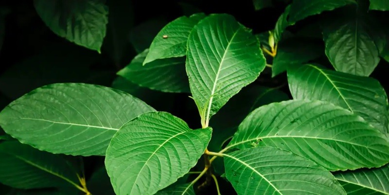 Cegah Penyalahgunaan, Kemendag Atur Tata Niaga Ekspor Tanaman Kratom (foto web BRIN)