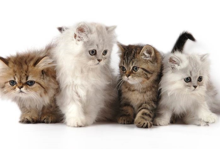 Intip Kisaran Harga Kucing Kaki Pendek yang Sedang Banyak Dicari Cat Lovers 2024. (Foto: MNC Media)