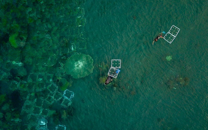 Permodalan Nasional Madani (PNM) mengelola ekosistem terumbu karang di Pantai Bangsring Banyuwangi,