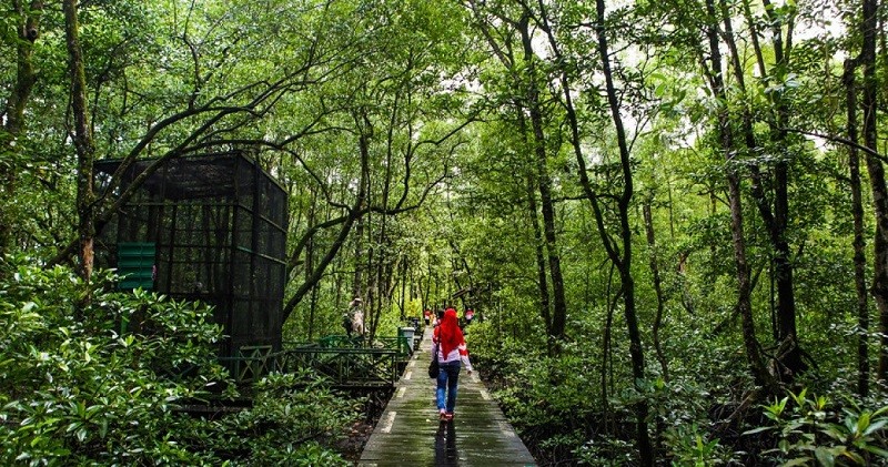 Inilah Deretan Wisata Mangrove di Indonesia yang Wajib Dikunjungi. (Foto: MNC Media)