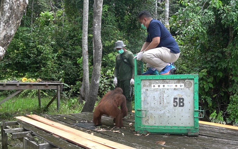 SSMS lewat Program Pulau Salat kembali kedatangan orangutan baru untuk disiapkan sebelum dilepas ke alam liar. (Foto: Dok. SSMS)