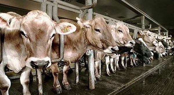 Berapa Modal Bisnis Hewan Ternak? Cek Kisarannya. (Foto: MNC Media)