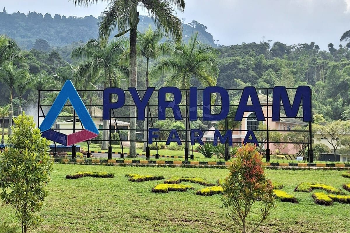 Melonjak 123 Persen, Penjualan Pyridam Farma (PYFA) Tembus Rp1,16 Triliun (foto: MNC media)