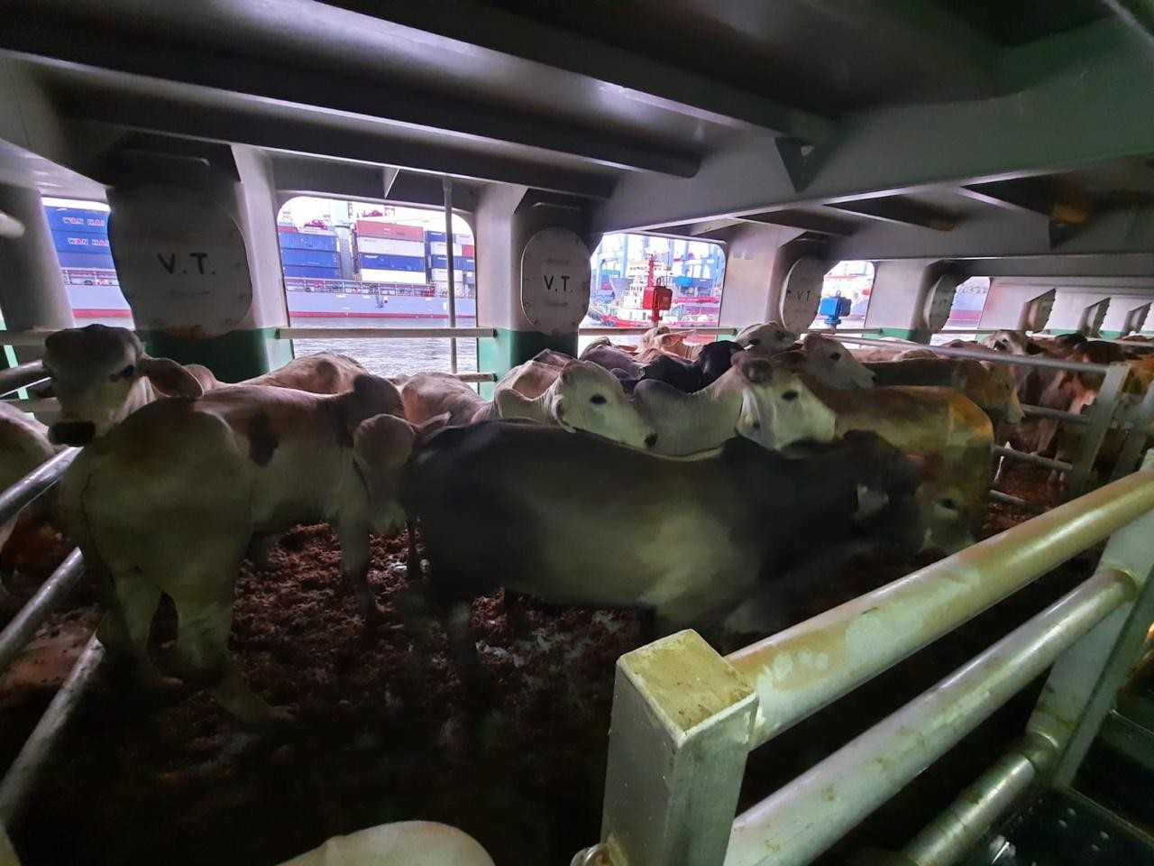 Sambut Program Makan Siang Bergizi, Estika Tata Tiara (BEEF) Datangkan 1.950 Sapi Australia (FOTO:Dok Ist)