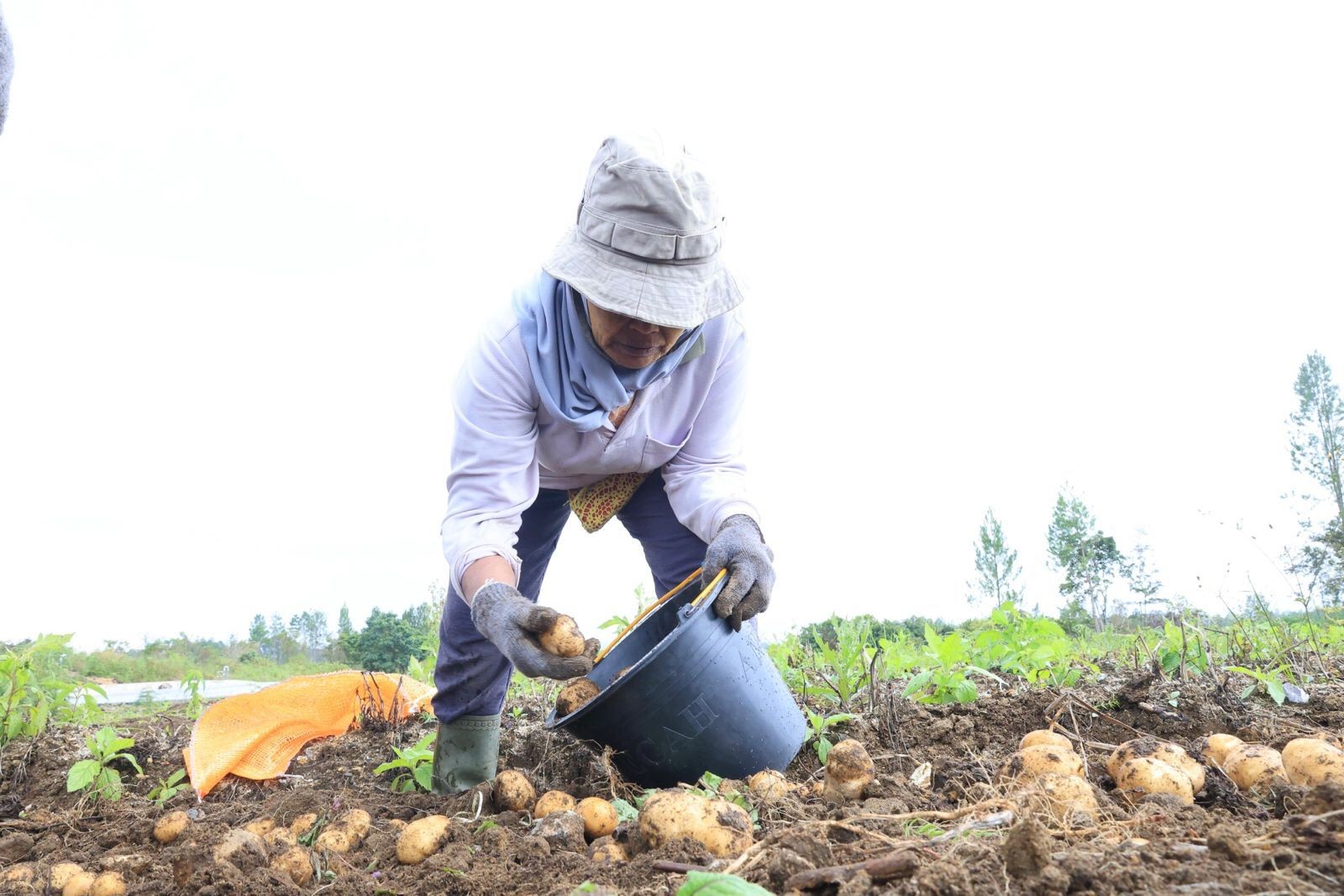 Cerita Petani dari Program Lumbung Pangan, Harapan Baru di Tanah Humbang Hasundutan. (Foto/Dok)