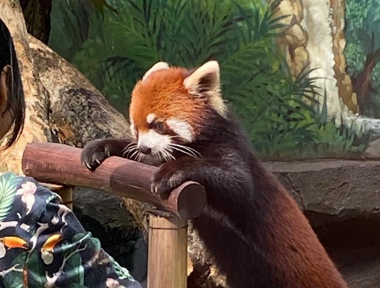 Jepang Berikan Dua Ekor Panda Merah ke Indonesia, Namanya Kaito dan Fujimaru. (Foto: Kedubes Jepang)