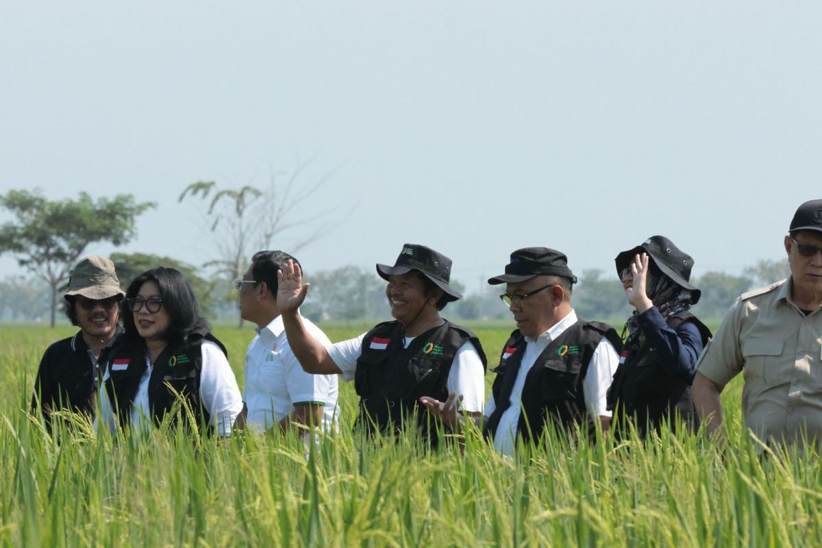 Jelang Panen Raya, Bulog Siapkan Tim Jemput Gabah dari Petani. (Foto: MNC Media)
