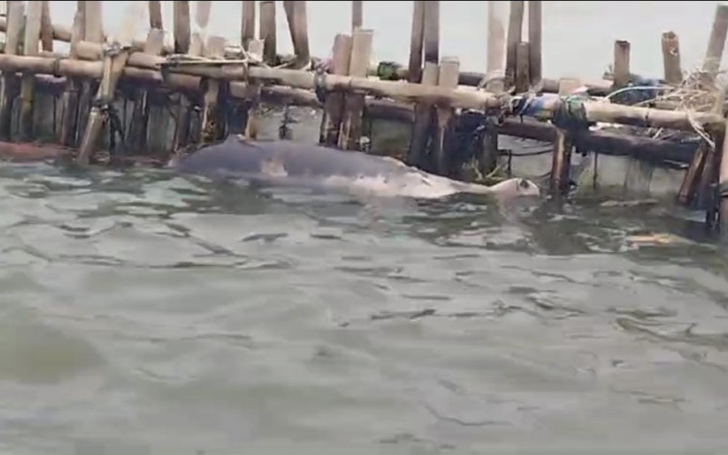 Seekor ikan lumba-lumba ditemukan mati di pagar laut di perairan Kampung Paljaya, Desa Segara Jaya, Tarumajaya, Kabupaten Bekasi.