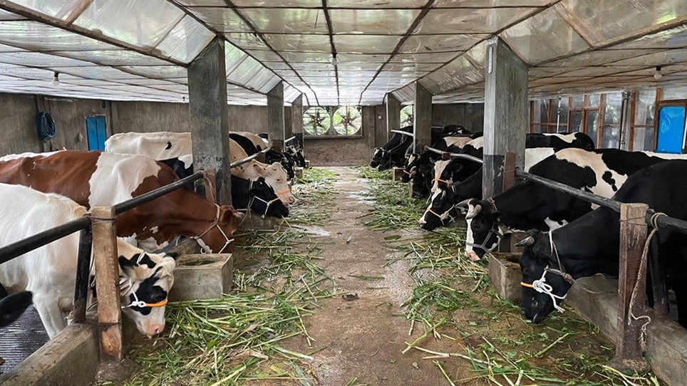 Kiat Sukses Perah Cuan dari Bisnis Pertenakan Susu Sapi. (Foto Tangguh/MPI)
