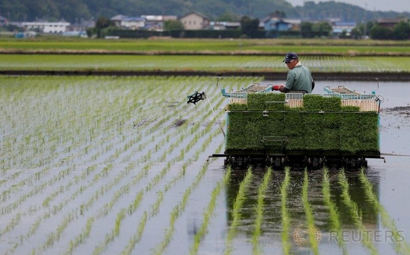 Inilah Kisah Sosok Petani di Indonesia yang Punya 30 Hektare Sawah di Jepang. (Foto: MNC Media)  