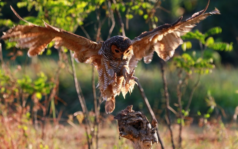 Prabowo berjanji akan membantu petani dengan membelikan 1.000 burung hantu. (Foto: Freepik)