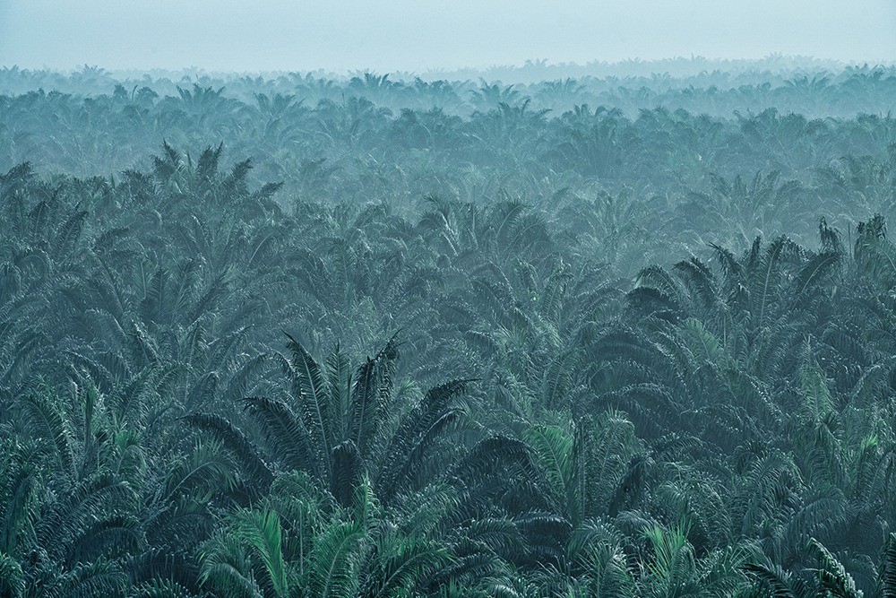 Ada Transaksi Jumbo Rp5,5 Triliun di Saham Austindo (ANJT). (Foto: ANJT)