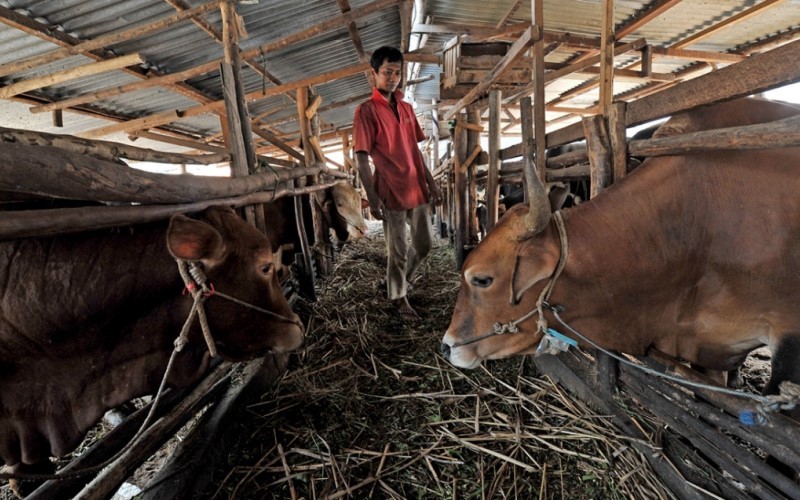 Pemerintah bakal menambah kuota impor sapi hidup sebanyak 184 ribu ekor pada tahun ini. (Foto: iNews Media Group)