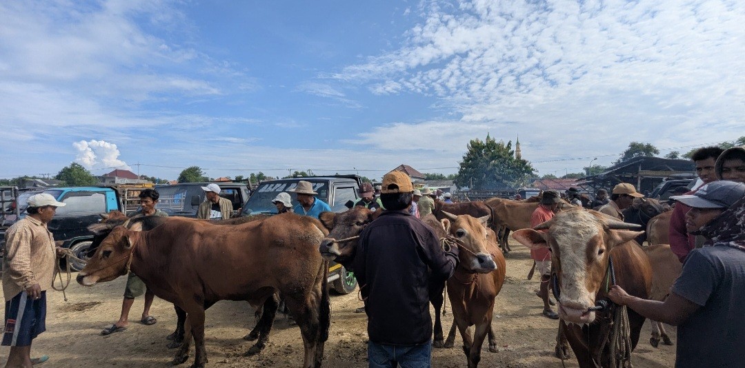 Jelang Iduladha, Harga Sapi di Sampang Madura Melonjak hingga 20 Persen (FOTO:Dok Diwan)