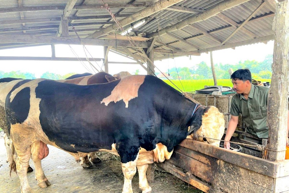Sapi Kurban dari Prabowo Jenis Limousin dan Simmental, Beratnya Capai 1,3 Ton (iNews Media Group)