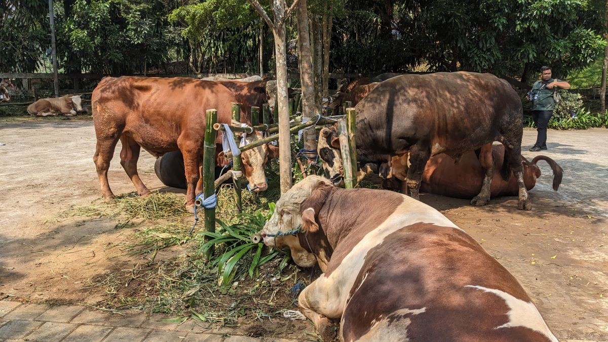 Prabowo Bagikan 58 Ekor Sapi Kurban untuk Warga di Sekitar Kediamannya. (Foto: Putra Ramadhani/Inews Media Group)