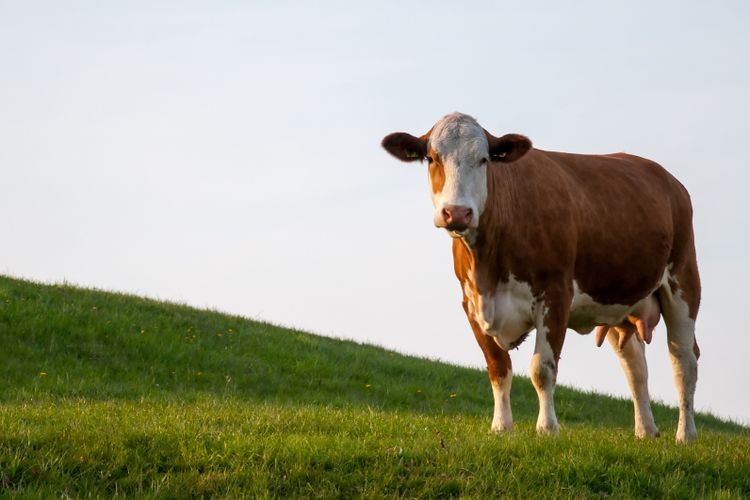 Negara Penghasil Sapi Terbanyak di Dunia)