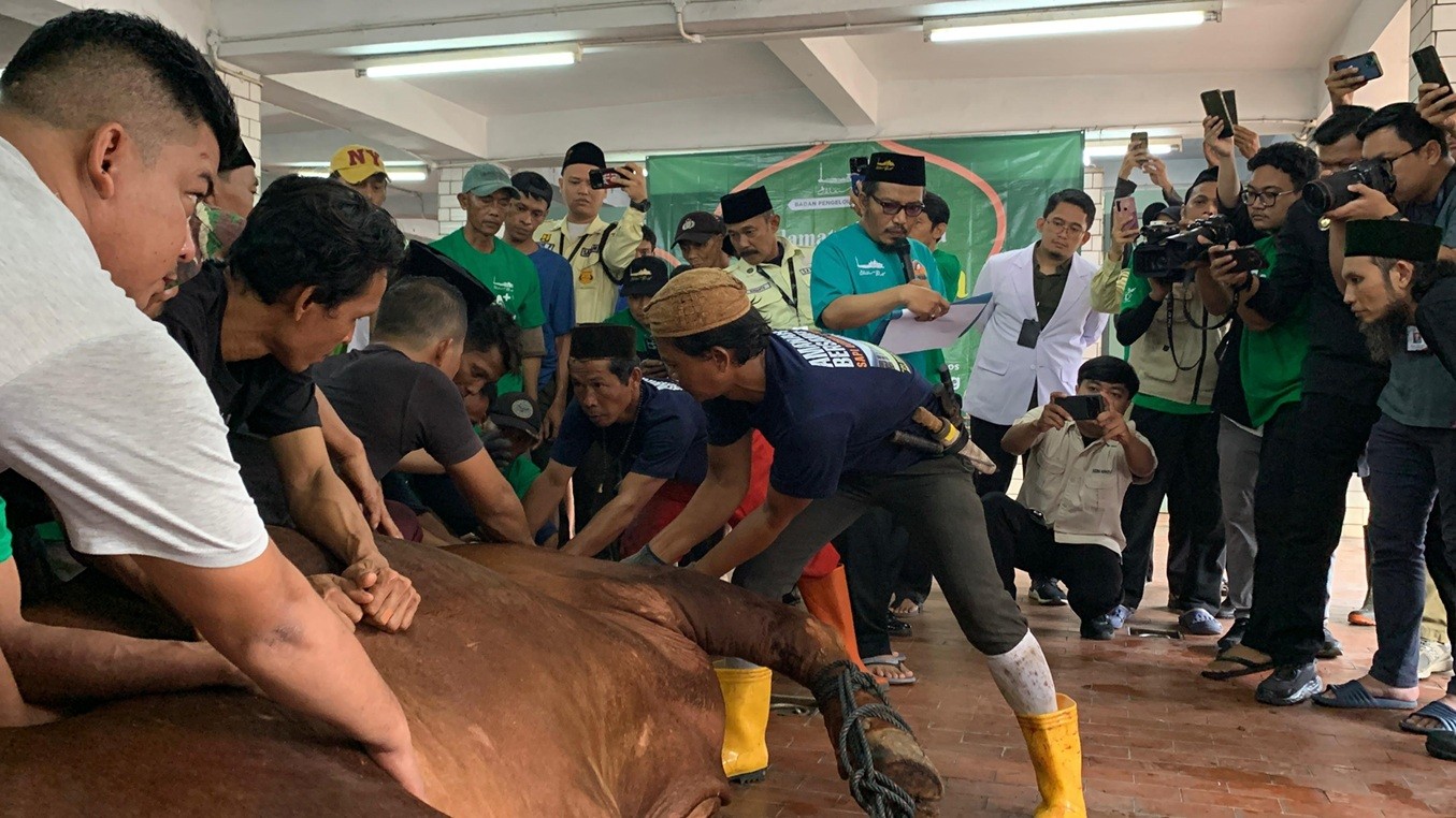 Brawijaya Sapi Kurban Prabowo Jadi Hewan Pertama Disembelih di Masjid Istiqlal. (Foto Binti M/IMG)