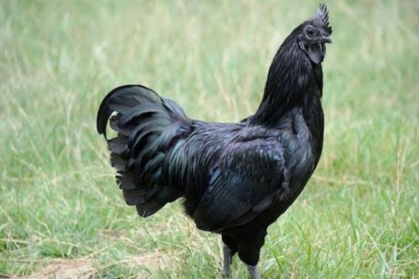  Ayam Termahal di Dunia)