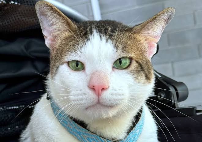 Kucing Peliharaan Prabowo Dapat Pengawalan Khusus, Ini Tanggapan Istana (FOTO:iNews Media Group)