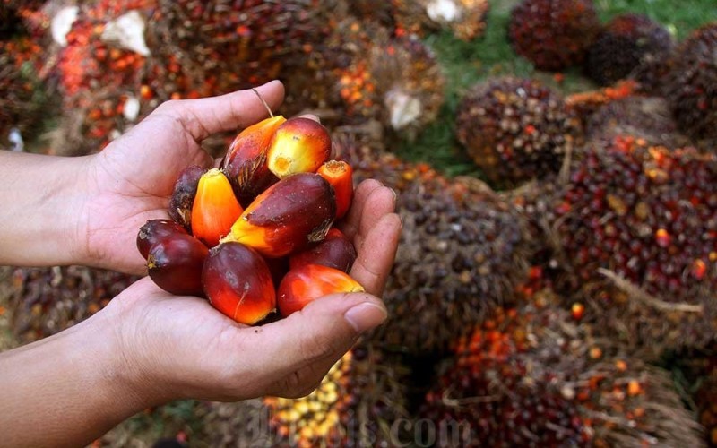 10 Saham Minyak Sawit di Bursa Efek Indonesia, Intip Perkembangan Harganya. (Foto: Istimewa)