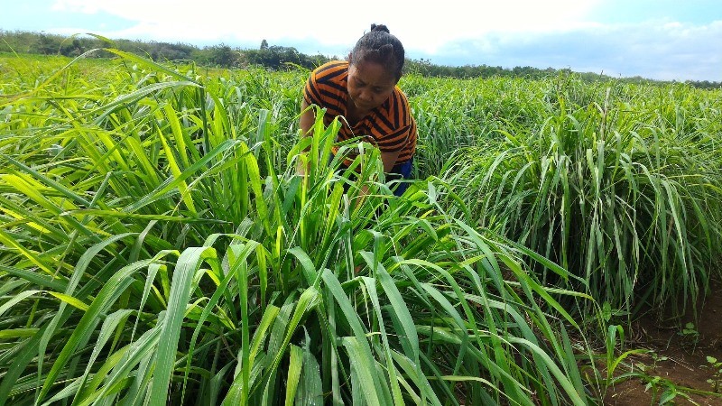 Ubah Lahan Kritis Jadi Sumber Ekonomi, Pertamina Bantu 2.000 Warga Desa Lewat UMKM DDistillers (Foto: dok Pertamina)