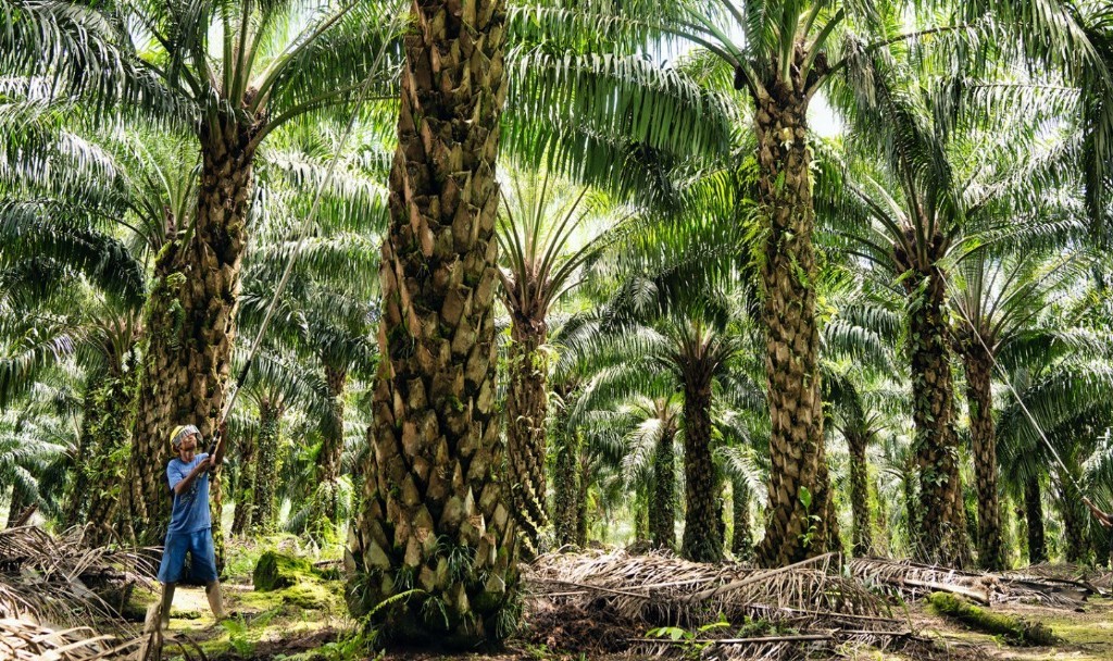 Saham ANJT ARA 25 Persen di Hari Terakhir Penawaran Tender Wajib. (Foto: ANJT)