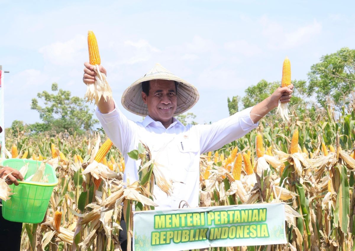 Panen Raya Serentak, Mentan Sebut Produksi Jagung Naik hingga 2,7 Juta Ton. (Foto: Inews Media Group)