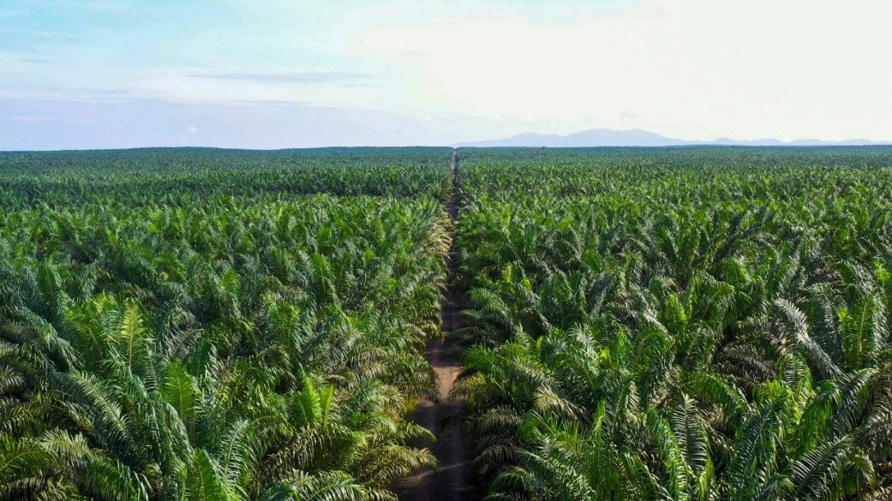 Dua Saham Sawit (CPO) Paling Hot, Terbang Ratusan Persen Sepekan. (Foto: JARR)