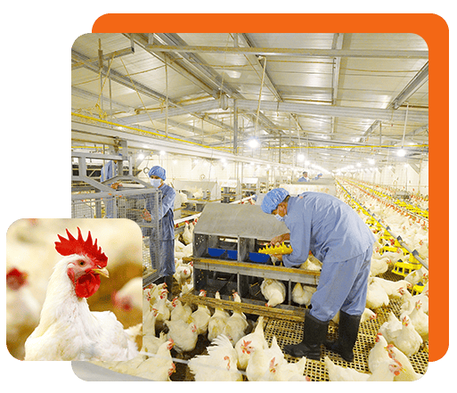 3 Saham Peternakan di BEI yang Dapat Dicermati, Profil Usaha dan Kinerjanya. (Foto: Japfa Comfeed)
