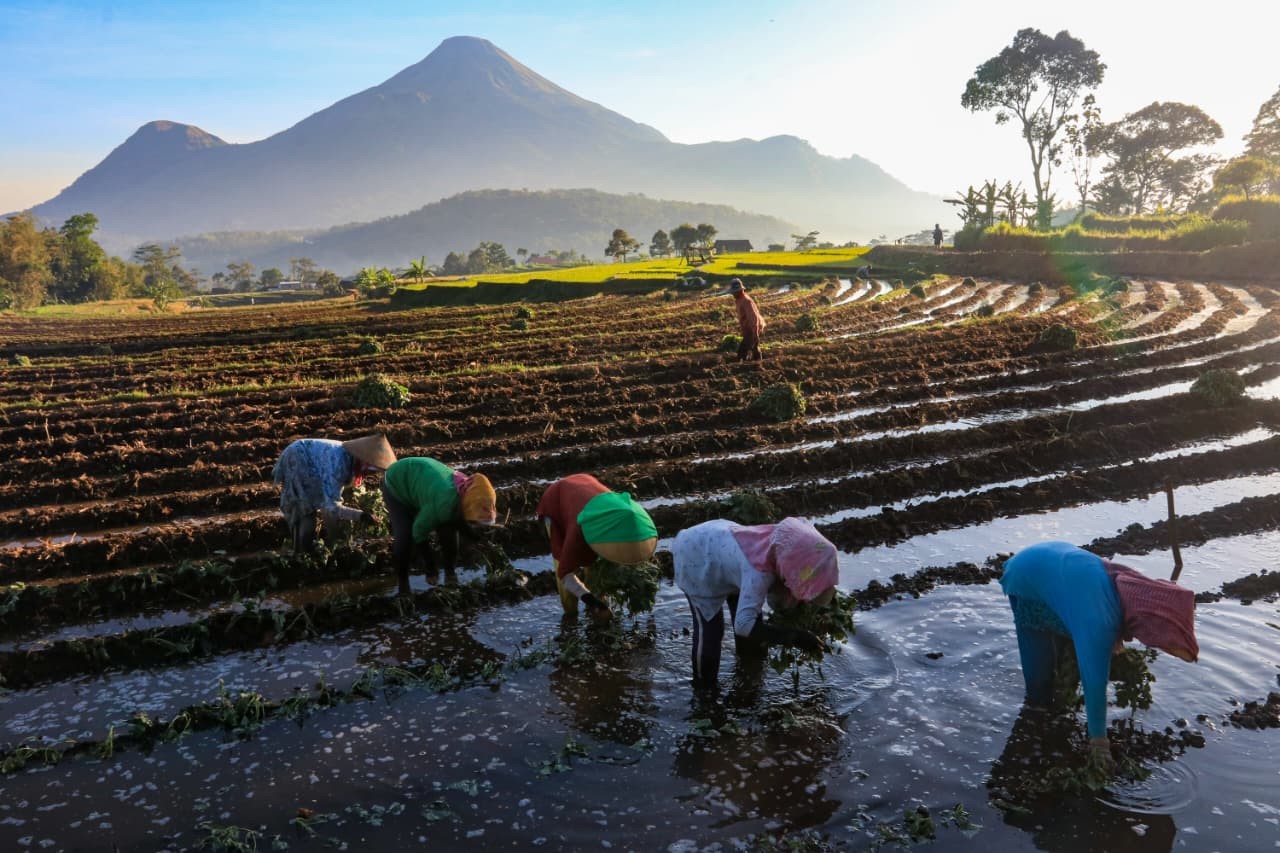 KUR BRI Mengaliri Sawah Rakyat, Menggerakkan Ekonomi dan Ketahanan Pangan (FOTO:Dok BRI)