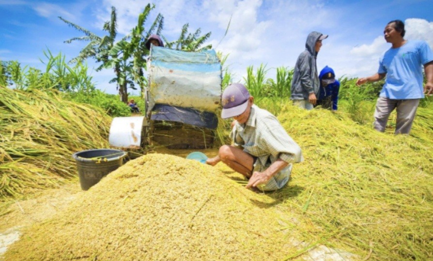 Mentan Sebut Produksi dan Stok Pangan Aman di Tengah Dinamika Cuaca (FOTO:Dok Kementan)