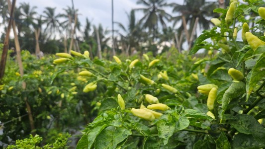 Mentan Sebut Produksi Cabai di Jawa Barat Surplus, Pasokan Aman hingga Idulfitri 2026 (FOTO:Dok Kementan)