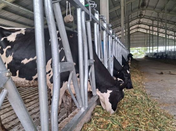 BEEF Dorong Produksi Susu Nasional melalui Impor 250 Ekor Sapi Perah untuk MBG: Analisa Peluang Investasi