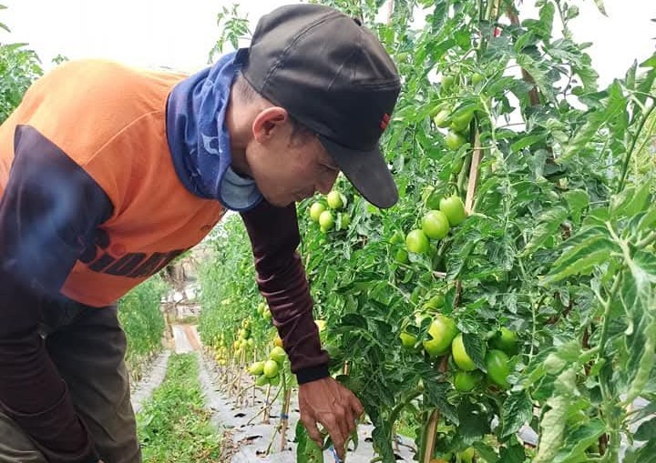 Petani Sayuran di Sejumlah Sentra Produksi Siap Jaga Pasokan Selama Ramadan dan Lebaran (FOTO:Dok Ist)