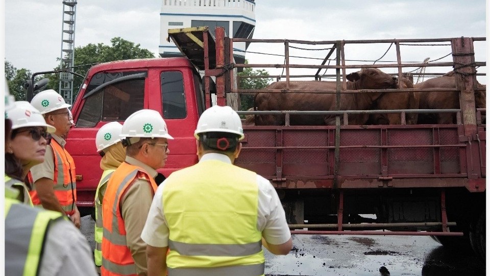 3.100 Sapi Hidup Australia Tiba di Priok, Stok Daging Dijamin Aman Selama Lebaran 2026. (Foto Istimewa)